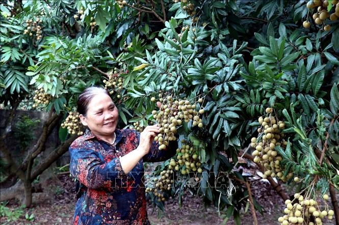 Tour trải nghiệm vườn nhãn ở Hưng Yên thú vị thế nào?